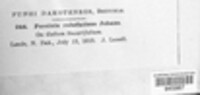 Puccinia rubefaciens image